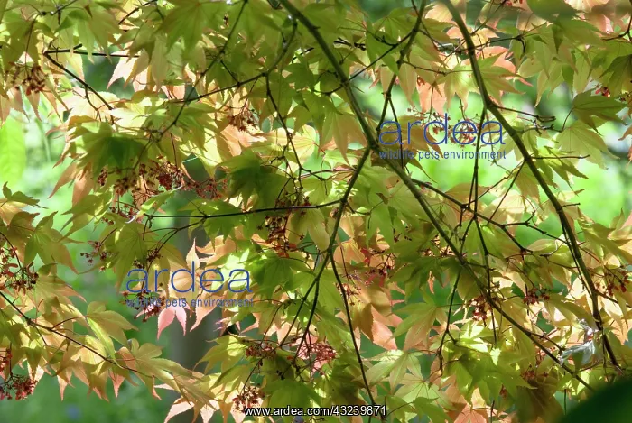 : Japanese Maple : Japanese Maple