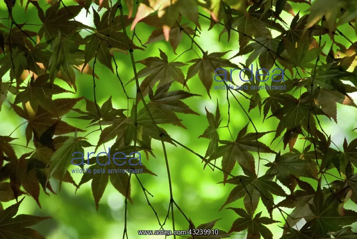 : Japanese Maple : Japanese Maple