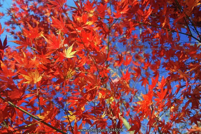 : Japanese maple : Japanese maple