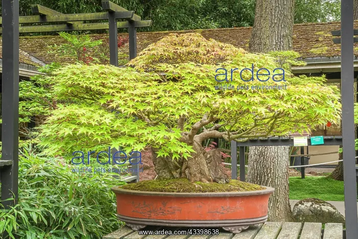 : Japanese maple, Acer palmatum, Pavillon aux Bonsaus : Japanese maple, Acer palmatum, Pavillon aux Bonsaus