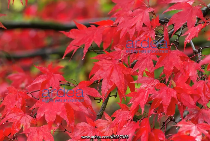 : Japanese maple, Acer palmatum, Red subject : Japanese maple, Acer palmatum, Red subject