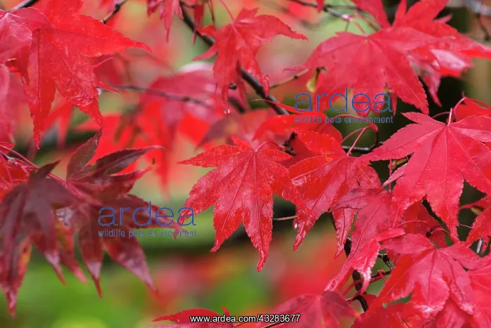 : Japanese maple, Acer palmatum, Red subject : Japanese maple, Acer palmatum, Red subject