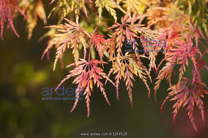 : Japanese maple, Acer palmatum, Red subject : Japanese maple, Acer palmatum, Red subject