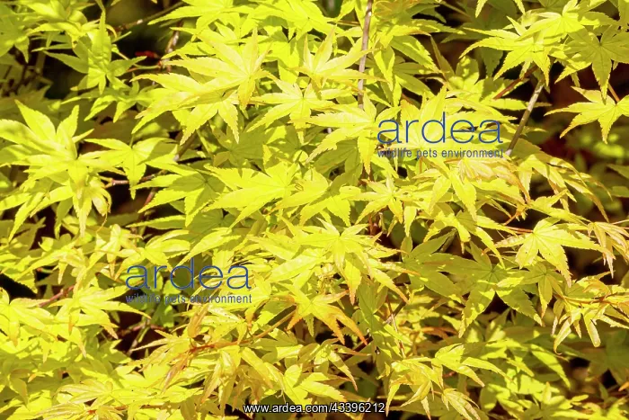 : Japanese Maple (Acer palmatum) Shin Deshojo : Japanese Maple (Acer palmatum) Shin Deshojo