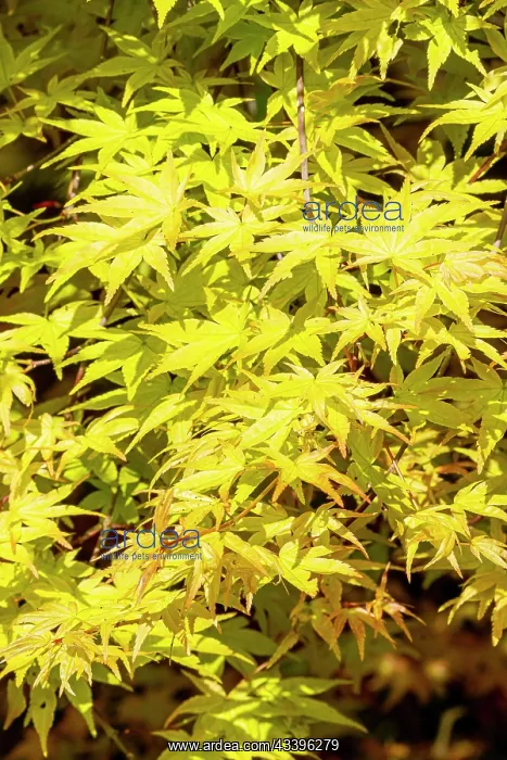: Japanese Maple (Acer palmatum) Shin Deshojo : Japanese Maple (Acer palmatum) Shin Deshojo