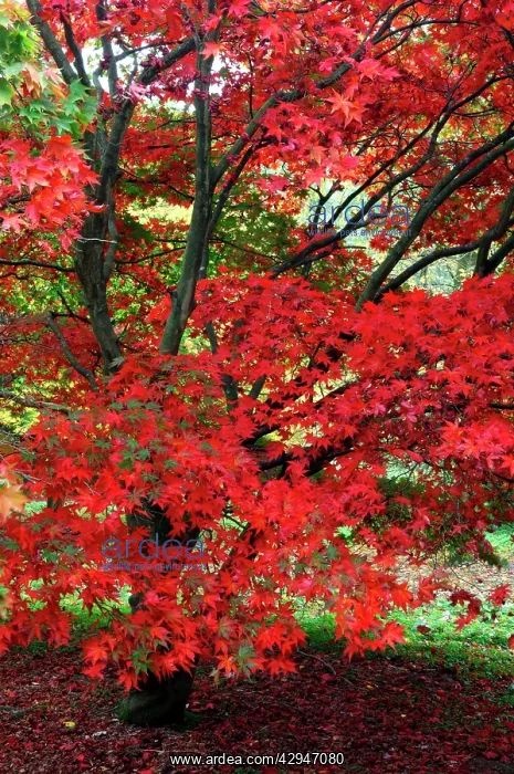 : Japanese Maple - Autumn colour at Winkwort Arboretum : Japanese Maple - Autumn colour at Winkwort Arboretum