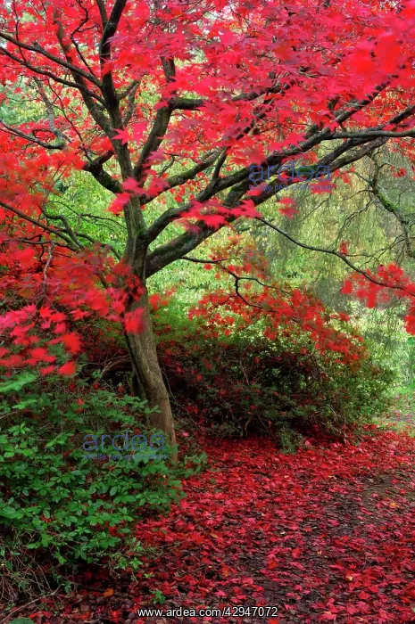 : Japanese Maple - Autumn colour at Winkworth Arboretum : Japanese Maple - Autumn colour at Winkworth Arboretum
