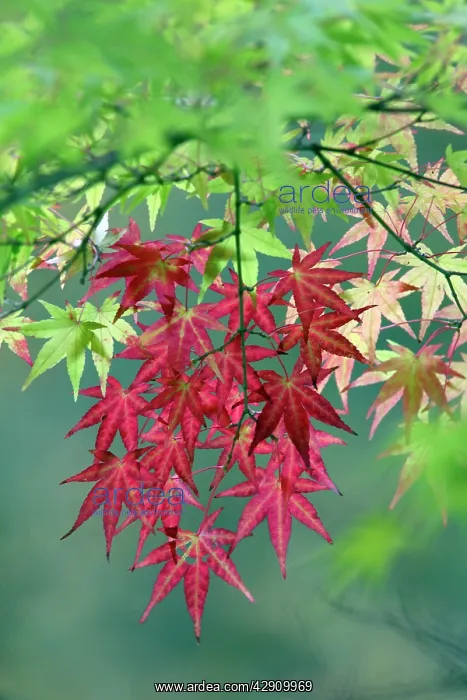 : Japanese Maple leaves - autumn : Japanese Maple leaves - autumn