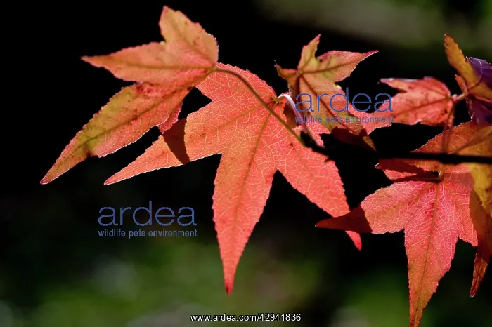 : Japanese maple leaves against the light - surviving : Japanese maple leaves against the light - surviving