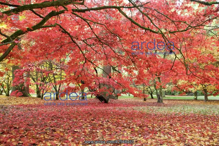 : Japanese maple in red autumn colours : Japanese maple in red autumn colours