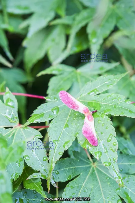  : Japanese Maple - Seed Pod, Norfolk UK