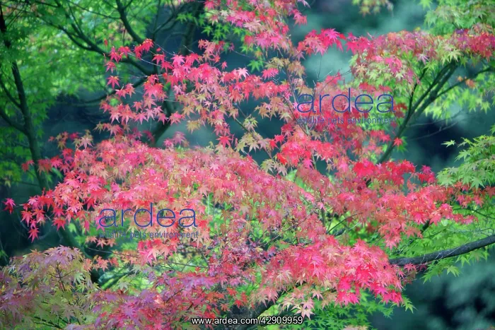: Japanese Maple Tree - autumn : Japanese Maple Tree - autumn