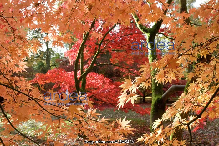 : Japanese maple trees - colourful in autumn colours : Japanese maple trees - colourful in autumn colours