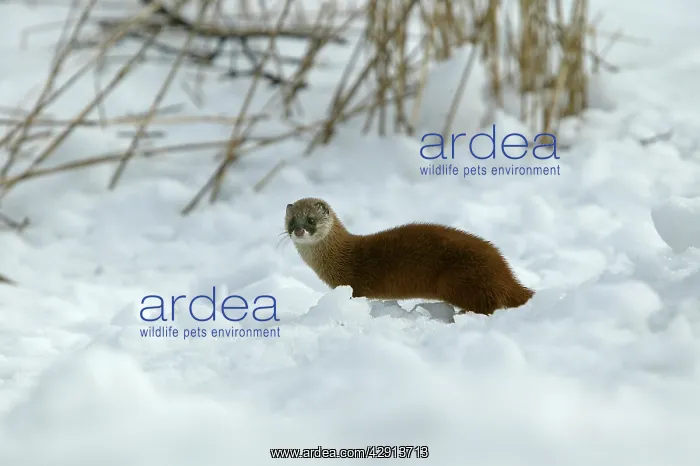 : Japanese Marten : Japanese Marten