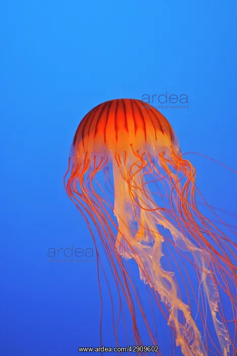 : Japanese / Pacific Sea Nettle / Jellyfish : Japanese / Pacific Sea Nettle / Jellyfish