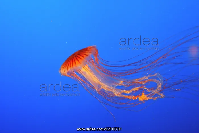 : Japanese / Pacific Sea Nettle / Jellyfish : Japanese / Pacific Sea Nettle / Jellyfish