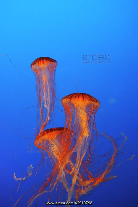: Japanese / Pacific Sea Nettle / Jellyfish : Japanese / Pacific Sea Nettle / Jellyfish