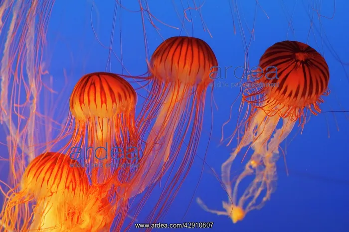 : Japanese / Pacific Sea Nettle / Jellyfish : Japanese / Pacific Sea Nettle / Jellyfish