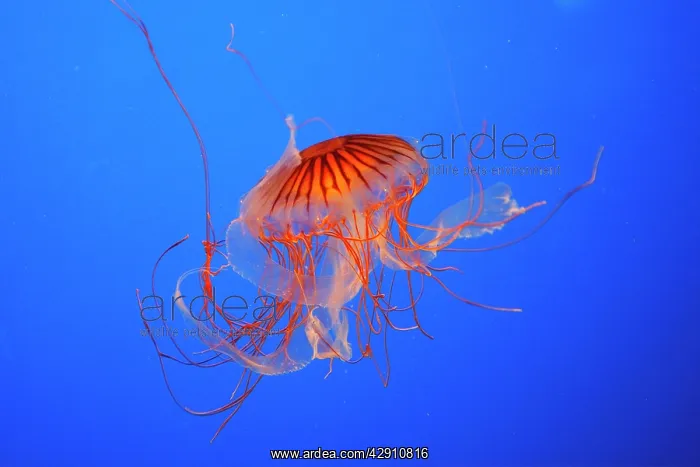 : Japanese / Pacific Sea Nettle / Jellyfish : Japanese / Pacific Sea Nettle / Jellyfish