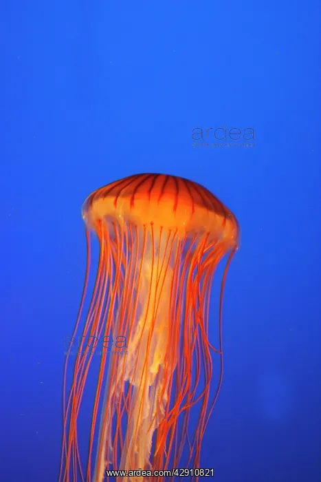 : Japanese / Pacific Sea Nettle / Jellyfish : Japanese / Pacific Sea Nettle / Jellyfish