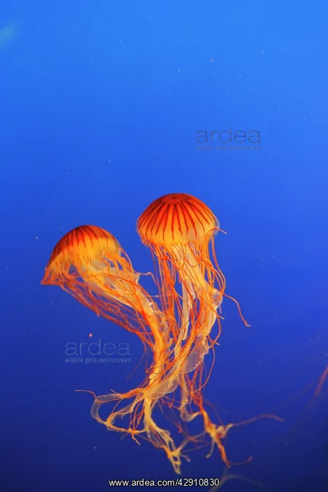 : Japanese / Pacific Sea Nettle / Jellyfish : Japanese / Pacific Sea Nettle / Jellyfish