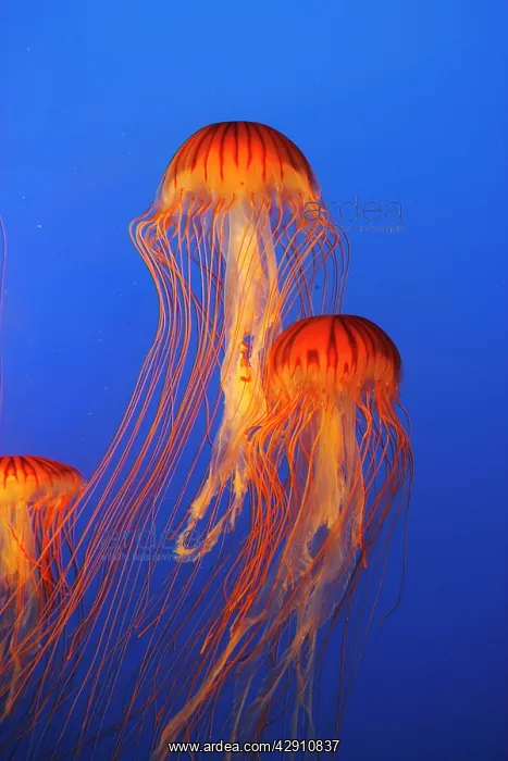 : Japanese / Pacific Sea Nettle / Jellyfish : Japanese / Pacific Sea Nettle / Jellyfish