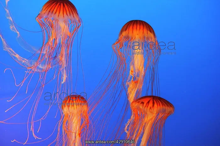 : Japanese / Pacific Sea Nettle / Jellyfish : Japanese / Pacific Sea Nettle / Jellyfish