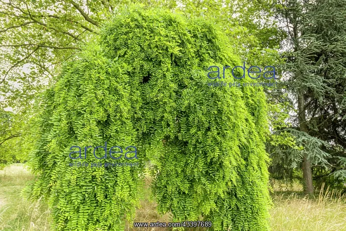 : Japanese pagoda tree, Sophora japonica Pendula : Japanese pagoda tree, Sophora japonica Pendula