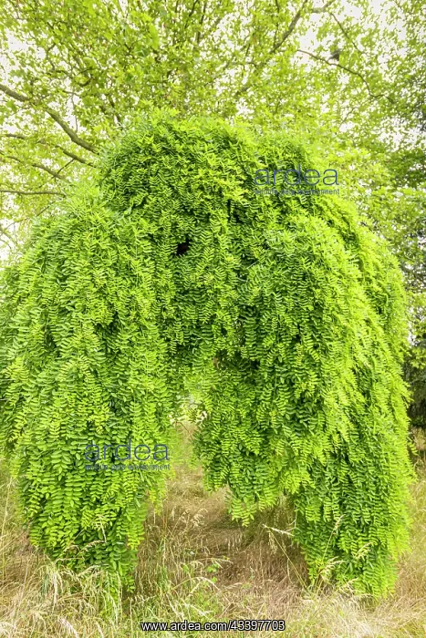 : Japanese pagoda tree, Sophora japonica Pendula : Japanese pagoda tree, Sophora japonica Pendula