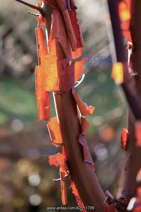 : Japanese paperbark maple : Japanese paperbark maple