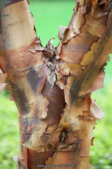 : Japanese paperbark maple, Acer griseum, Brown subject : Japanese paperbark maple, Acer griseum, Brown subject