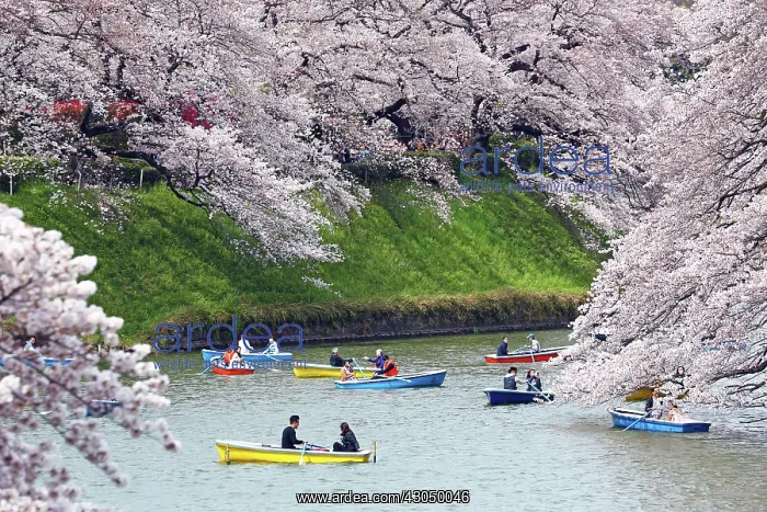 : Japanese people enjoy the Cherry Blossom trees known as : Japanese people enjoy the Cherry Blossom trees known as