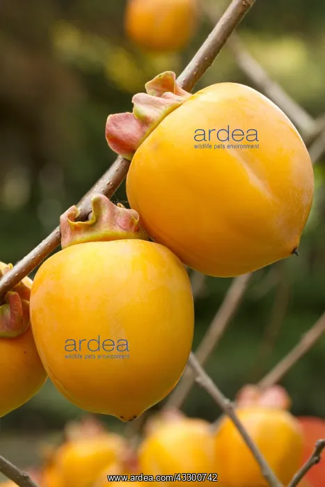 : Japanese persimmon (Diospyros kaki) Costata : Japanese persimmon (Diospyros kaki) Costata