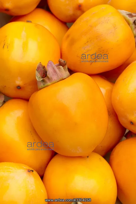: Japanese persimmon (Diospyros kaki) Costata : Japanese persimmon (Diospyros kaki) Costata