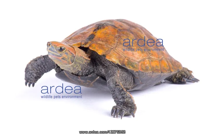 : The Japanese pond turtle (Mauremys japonica) is : The Japanese pond turtle (Mauremys japonica) is