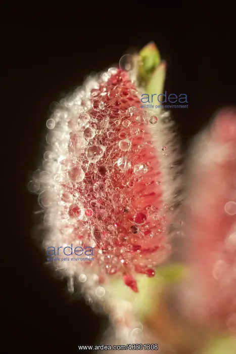 : Japanese Pussy Willow Catkin Mount Aso - Norfolk : Japanese Pussy Willow Catkin Mount Aso - Norfolk