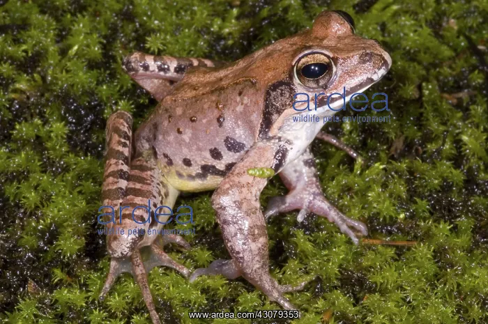 : Japanese Ranid Frog : Japanese Ranid Frog