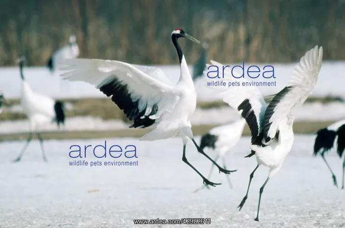 : Japanese / Red-Crowned / Manchurian CRANE - DISPLAYING : Japanese / Red-Crowned / Manchurian CRANE - DISPLAYING