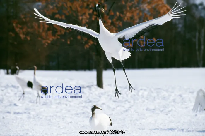 : Japanese / Red-Crowned / Manchurian CRANE - leaping : Japanese / Red-Crowned / Manchurian CRANE - leaping