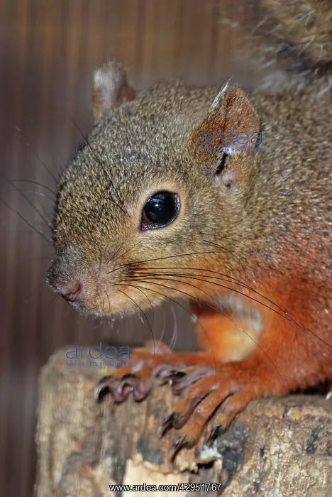 : Japanese Red Squirrel : Japanese Red Squirrel