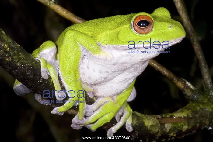 : Japanese Rhacophoprid Frog : Japanese Rhacophoprid Frog
