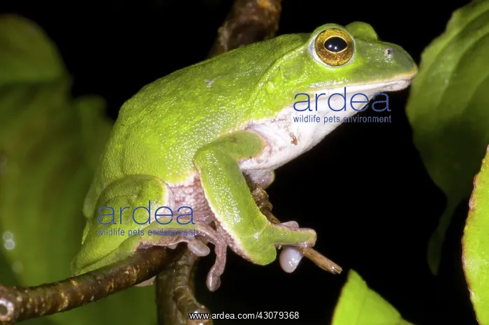 : Japanese Rhacophoprid Frog : Japanese Rhacophoprid Frog