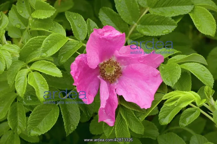 : Japanese rose in flower. Garden : Japanese rose in flower. Garden