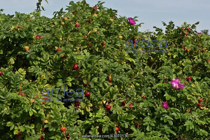  : Japanese Rose (Rosa rugosa). Vrangeskov, Denmark