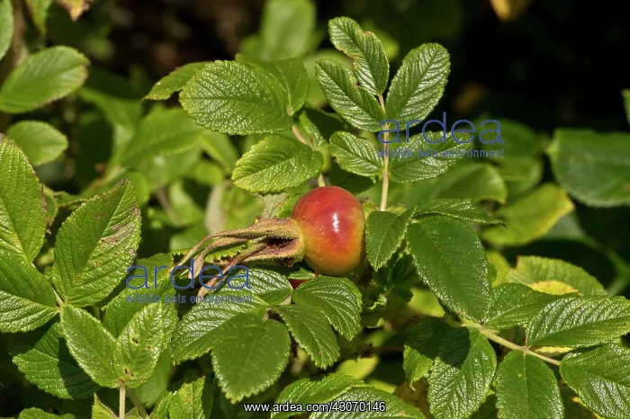 : Japanese Rose (Rosa rugosa). Vrangeskov, Denmark : Japanese Rose (Rosa rugosa). Vrangeskov, Denmark
