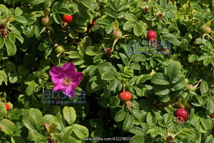 : Japanese Rose (Rosa rugosa). Vrangeskov, Denmark : Japanese Rose (Rosa rugosa). Vrangeskov, Denmark