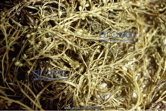 : JAPANESE SEAWEED : JAPANESE SEAWEED