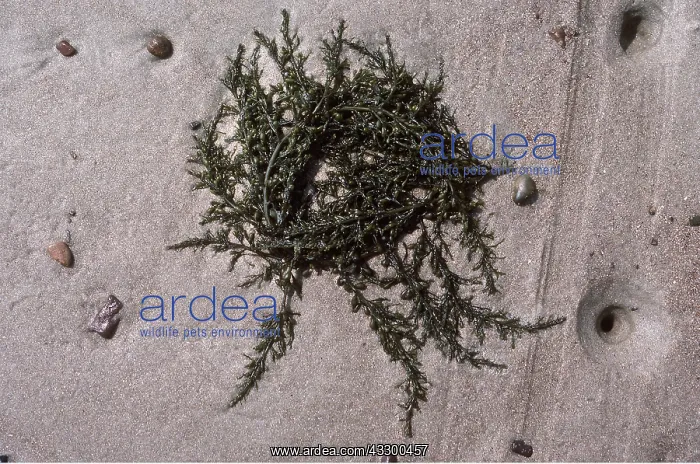  : JAPANESE SEAWEED -STRANDED