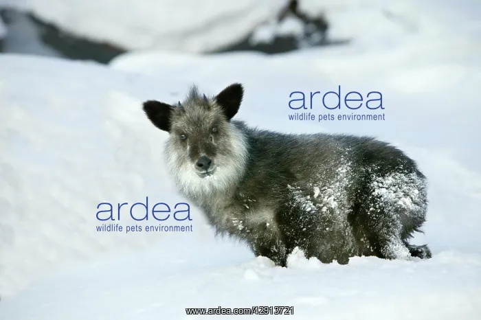 : Japanese Serow : Japanese Serow