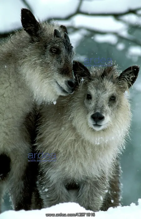 : Japanese Serow - Female and kid : Japanese Serow - Female and kid